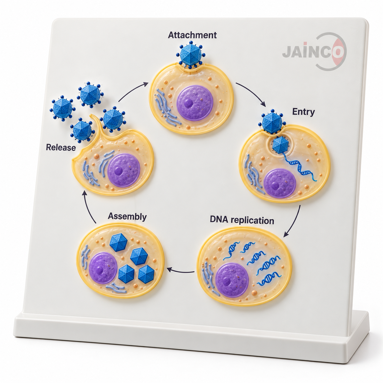 Replication of DNA Viruses Model
